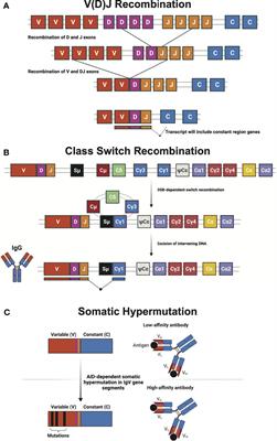 The Role of DNA Repair in Immunological Diversity: From Molecular Mechanisms to Clinical Ramifications